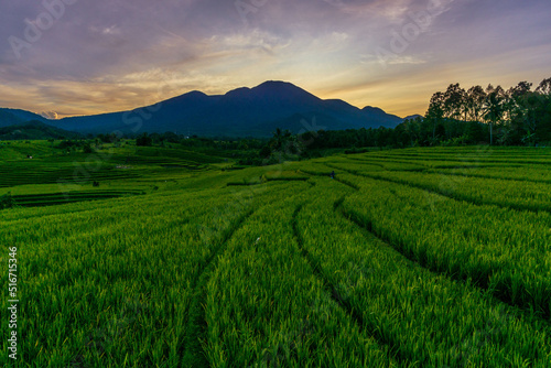 panorama of the natural beauty of asia. Morning view of rice fields in Bengkulu  Indonesia