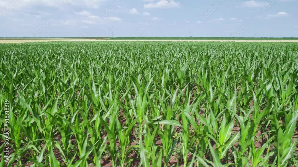 Drone footage of cultivated agricultural corn maize fields in countryside.