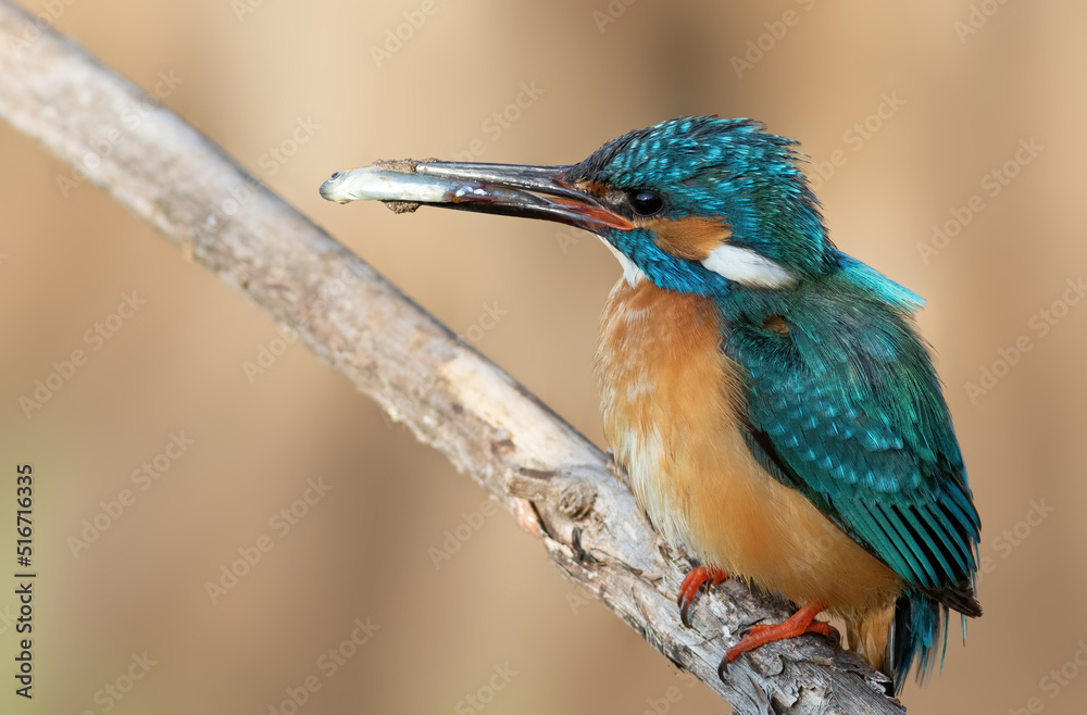 Fototapeta premium Сommon kingfisher, Alcedo atthis. A bird caught a fish