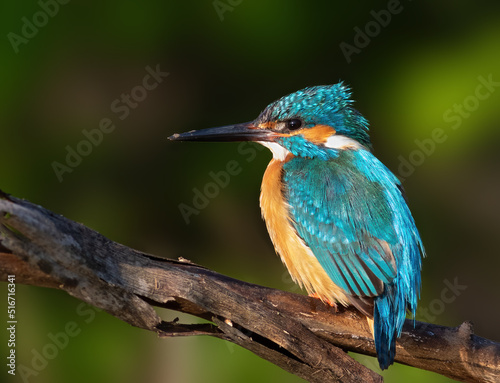 Сommon kingfisher, Alcedo atthis. A bird sits on a branch against a beautiful blurry green background