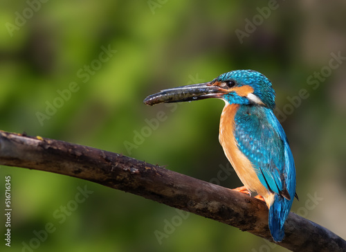 Сommon kingfisher, Alcedo atthis. The male catches the prey and brings it to the nest to feed his chicks