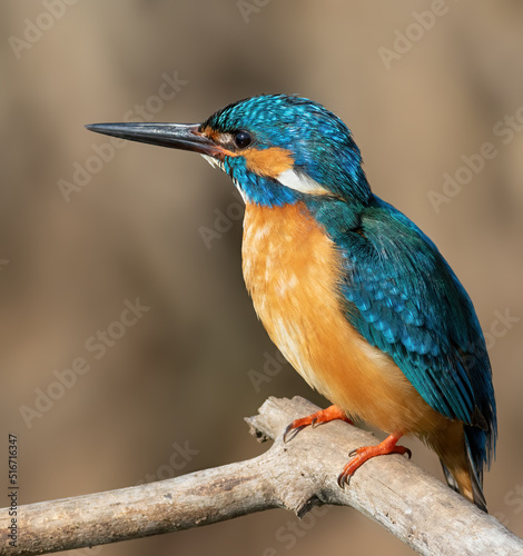 Сommon kingfisher, Alcedo atthis. Close-up of a bird