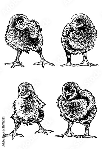 Fotografiet Vector set of  four newborn chicks isolated on white,graphical drawing