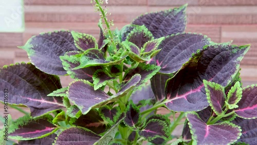 Plectranthus scutellarioides. Coleus, Painted-nettle, Palettblad. photo