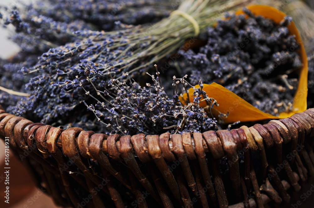 Almaty, Kazakhstan - 03.10.2016 : Lavender bouquets are collected in a wicker basket.