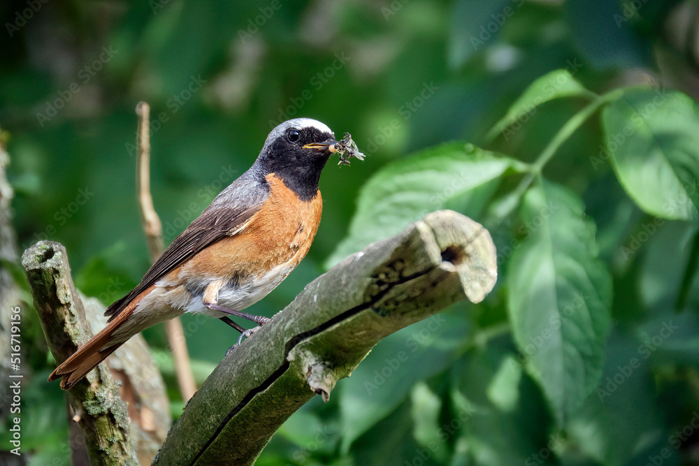 Gartenrotschwanz ( Phoenicurus phoenicurus ).