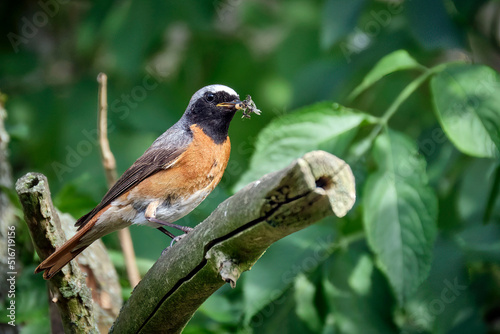 Gartenrotschwanz ( Phoenicurus phoenicurus ).