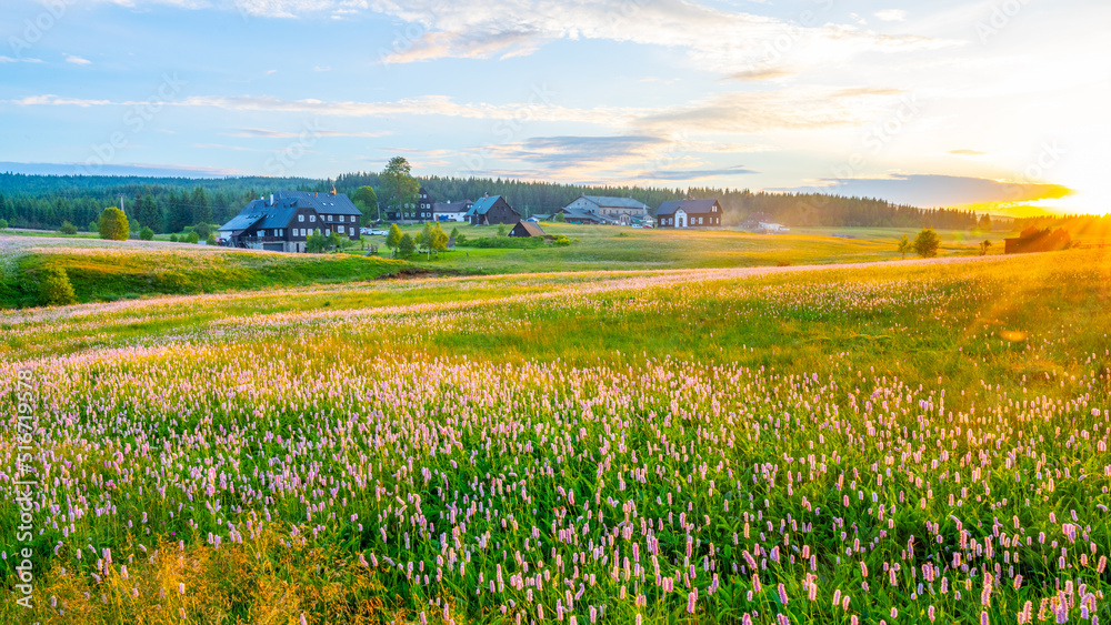 Summer meadow at sunset time Summer meadow at sunset time