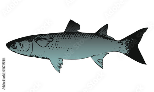 Grey Mullet Fish Silhouette Mugil Cephalus Fish Vector Illustration Isolated on  White Background