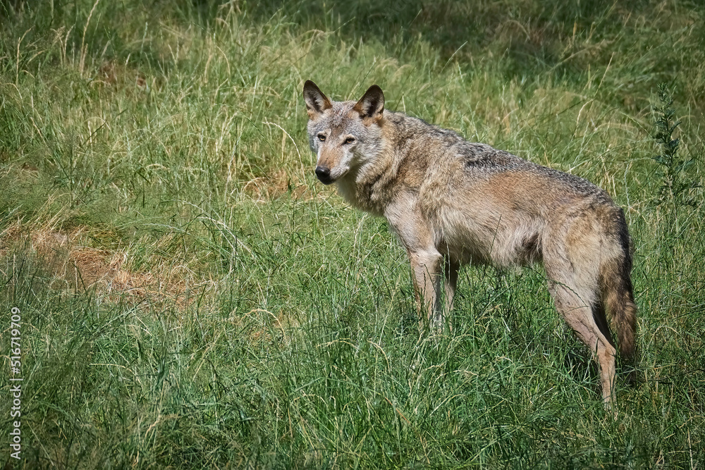Naklejka premium Europäischer Wolf ( Canis lupus ).