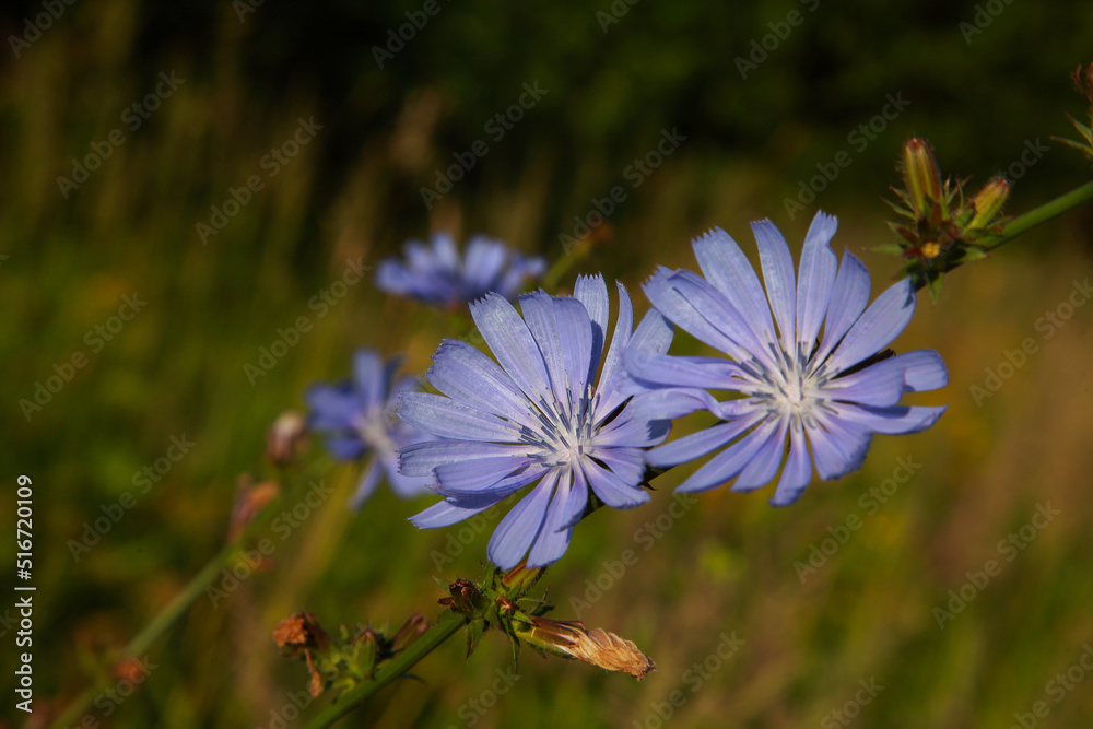 flowers in the field flowers in the field