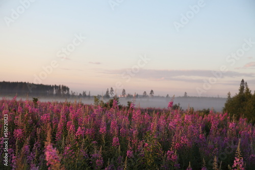 sunrise in the field