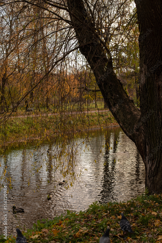 Autumn landscape of the city park with a river. Autumn in the city park. Yellow trees on the riverbank