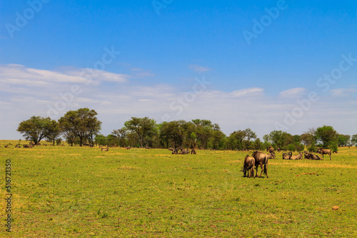 Fototapeta Naklejka Na Ścianę i Meble -  Herd of blue wildebeest (Connochaetes taurinus) in savannah in Serengeti national park in Tanzania. Great migration