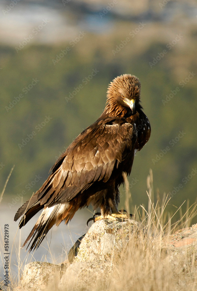 golden eagle in the mountains of Avila. Avila.Spain golden eagle in the mountains of Avila. Avila.Spain