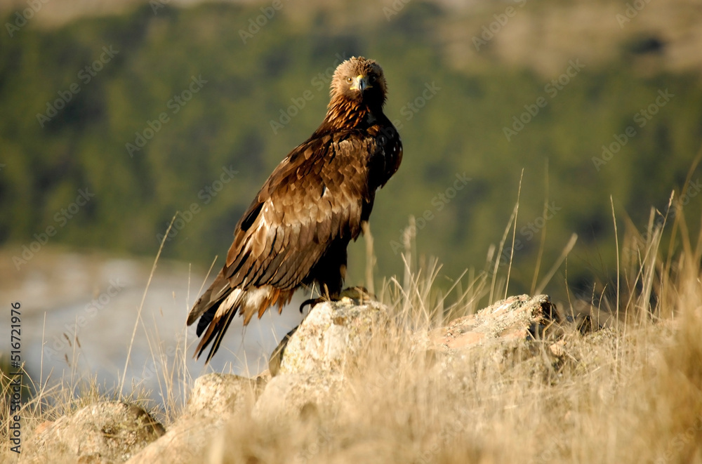 Obraz premium golden eagle in the mountains of Avila. Avila.Spain