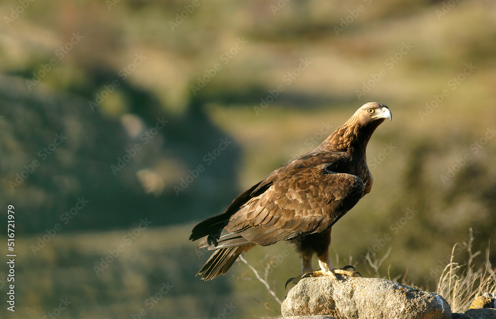 Fototapeta premium golden eagle in the mountains of Avila. Avila.Spain