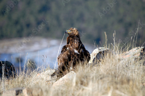 golden eagle in the mountains of Avila. Avila.Spain