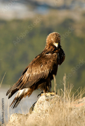 golden eagle in the mountains of Avila. Avila.Spain