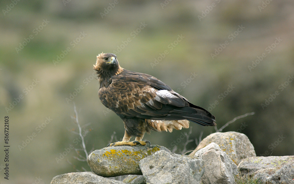 Fototapeta premium golden eagle in the mountains of Avila. Avila.Spain