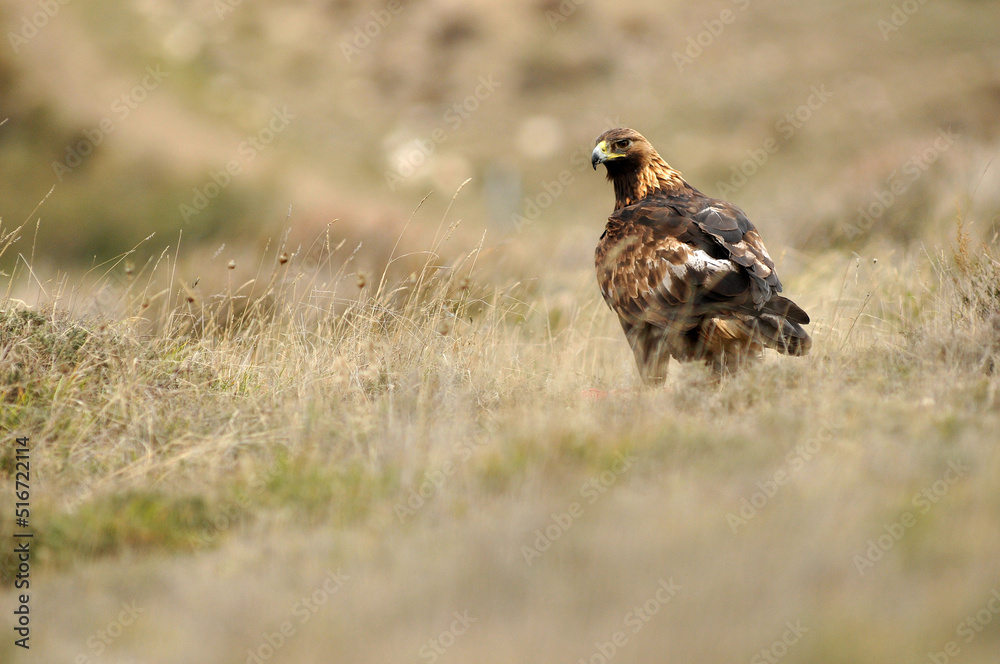 golden eagle in the mountains of Avila. Avila.Spain golden eagle in the mountains of Avila. Avila.Spain
