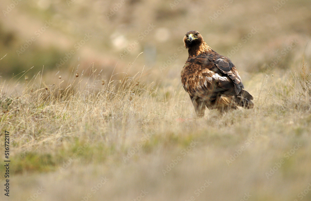 golden eagle in the mountains of Avila. Avila.Spain golden eagle in the mountains of Avila. Avila.Spain