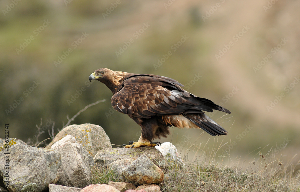 golden eagle in the mountains of Avila. Avila.Spain golden eagle in the mountains of Avila. Avila.Spain