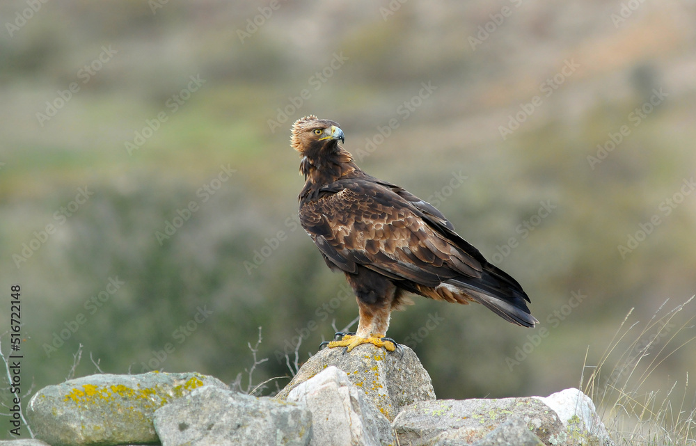 Fototapeta premium golden eagle in the mountains of Avila. Avila.Spain