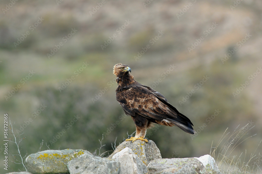Fototapeta premium golden eagle in the mountains of Avila. Avila.Spain