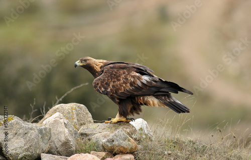 golden eagle in the mountains of Avila. Avila.Spain