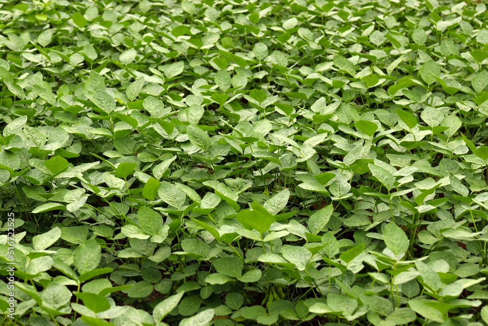 Green soybean seedlings grown in farmer's fields. Agricultural image photography. Green soybean seedlings grown in farmer's fields. Agricultural image photography.