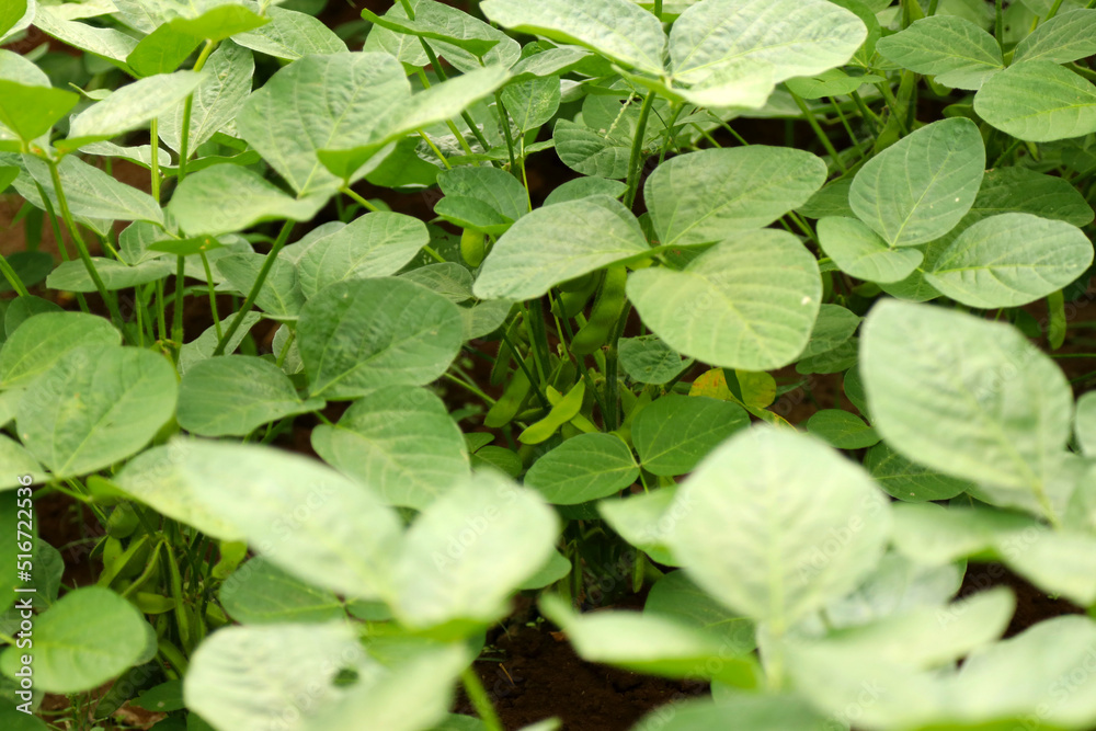 Green soybean seedlings grown in farmer's fields. Agricultural image photography. Green soybean seedlings grown in farmer's fields. Agricultural image photography.