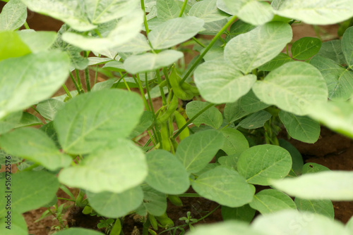 Green soybean seedlings grown in farmer's fields. Agricultural image photography.