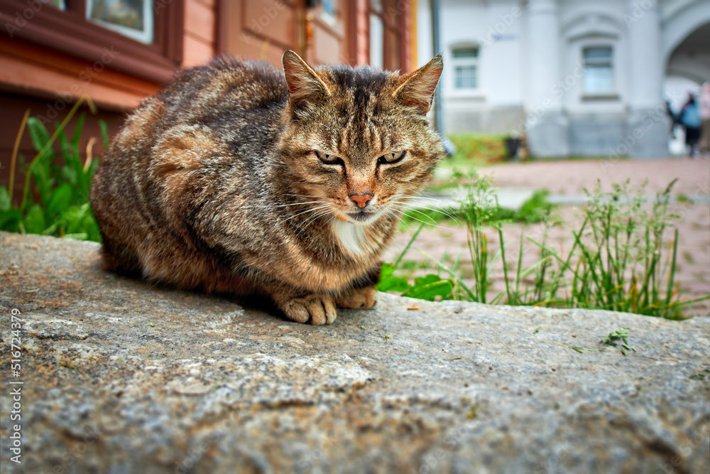 Naklejka premium Cute cat slumbers on a large stone next to a wooden house on an old street in a small town.