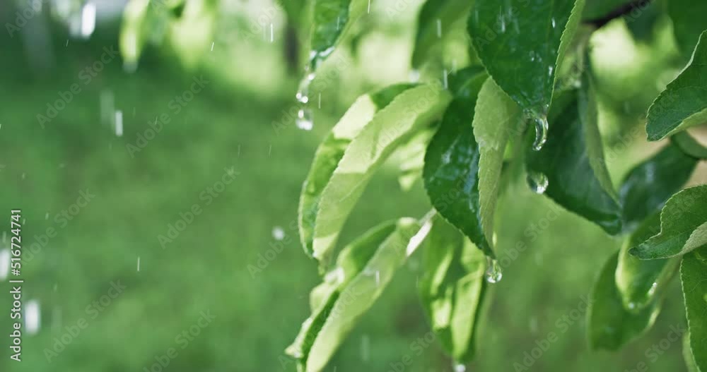 Summer rain. Fresh green leaves. Nature beauty. Clear water drops falling down on apple tree foliage on defocused sunny day background shot on RED Cinema camera. Summer rain. Fresh green leaves. Nature beauty. Clear water drops falling down on apple tree foliage on defocused sunny day background shot on RED Cinema camera.