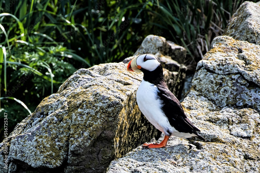 Obraz premium Papageitaucher auf einer Felseninsel - Horned Puffins sind in Alaska zu finden