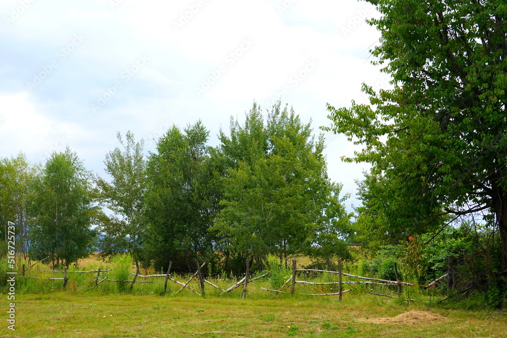 Mowed grassland parcel bordered by rustic tree trunks fence doubled by electrical fence, and a line of young trees beyond it, in the countryside in summer Mowed grassland parcel bordered by rustic tree trunks fence doubled by electrical fence, and a line of young trees beyond it, in the countryside in summer