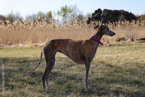 beautiful greyhound standing profile in the nature