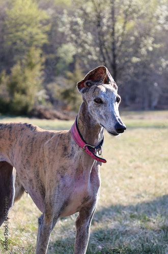 close portrait of greyhound with raised ears in the nature