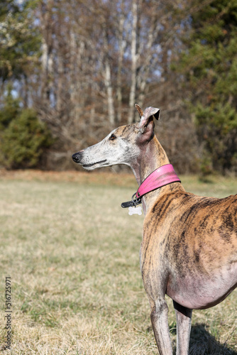 close portrait of female greyhound profile in the nature
