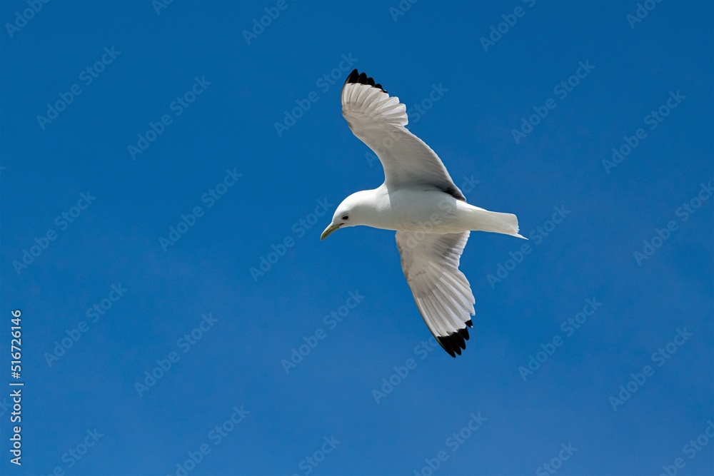 Ein Black legged Kitywake im Flug gegen einen strahlend blauen Himmel Ein Black legged Kitywake im Flug gegen einen strahlend blauen Himmel