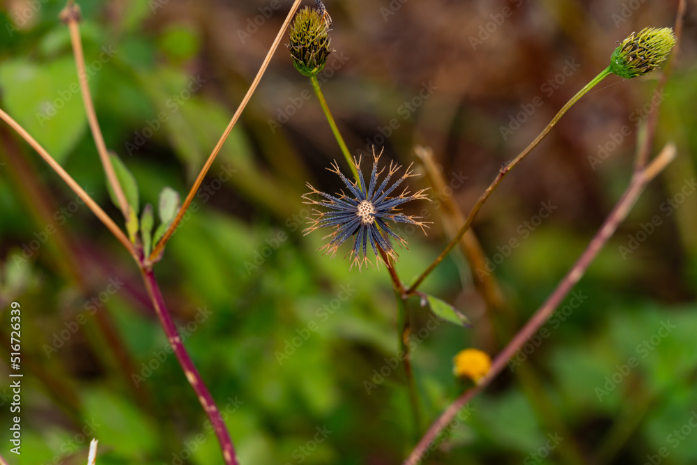 seeds of Bidens are in field of Fukuoka prefecture, JAPAN. seeds of Bidens are in field of Fukuoka prefecture, JAPAN.