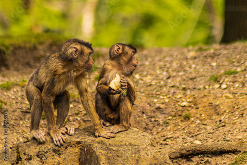 Affe im Burgerzoo