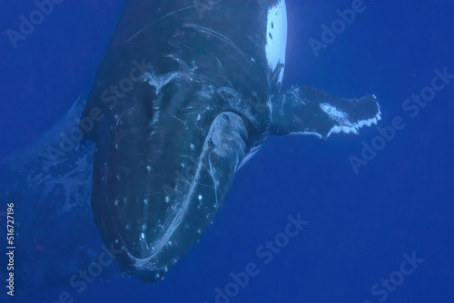 humpback whale underwater in tonga vavau island polynesia photo