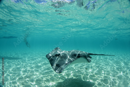 swimming with stingray underwater in french polynesia photo