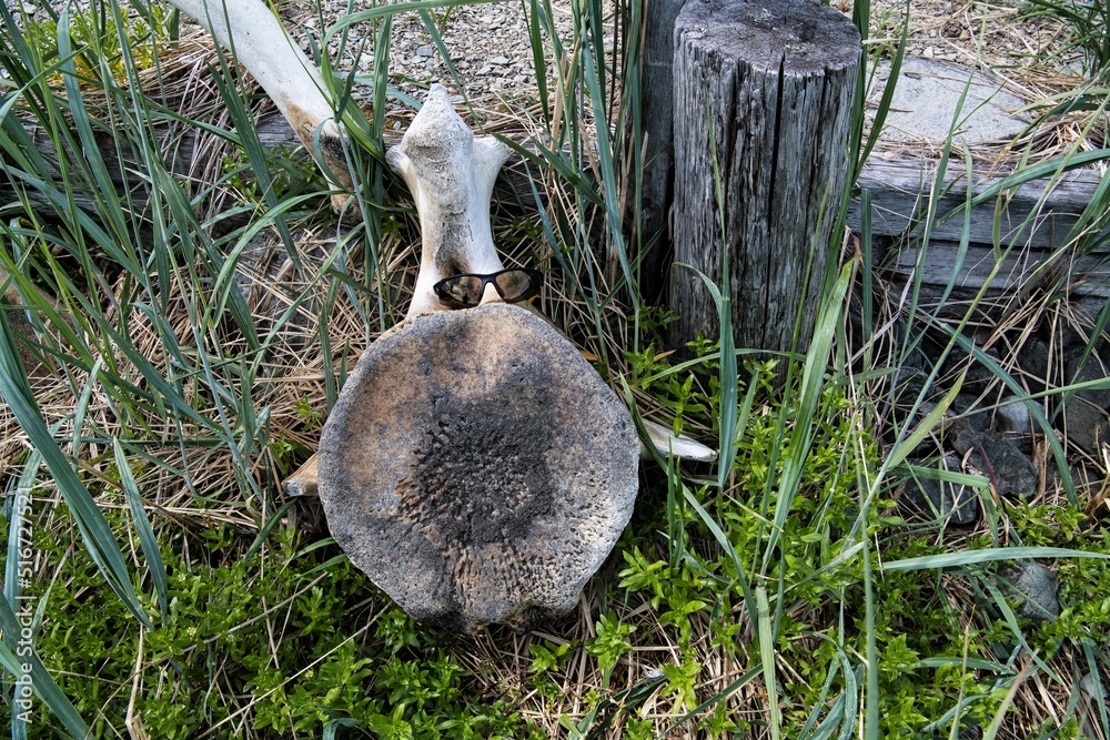 Obraz premium Wirbelkörper eines Wales im Größenvergleich mit einer Sonnenbrille