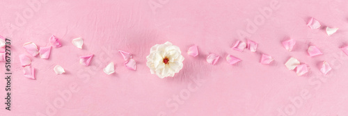 Floral panorama with a white rose and petals on a pink background, overhead flat lay panoramic banner with a composition of fresh flowers