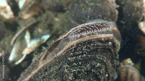 Freshwater bivalve Swan mussel (Anodonta cygnea) at the bottom of a river, closes and then opens a siphon to filter the water, close-up. photo