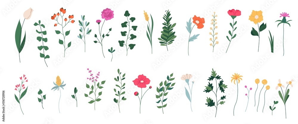 Collection of  blooming flowers and leaves. Spring floral flat vector illustration isolated on white background