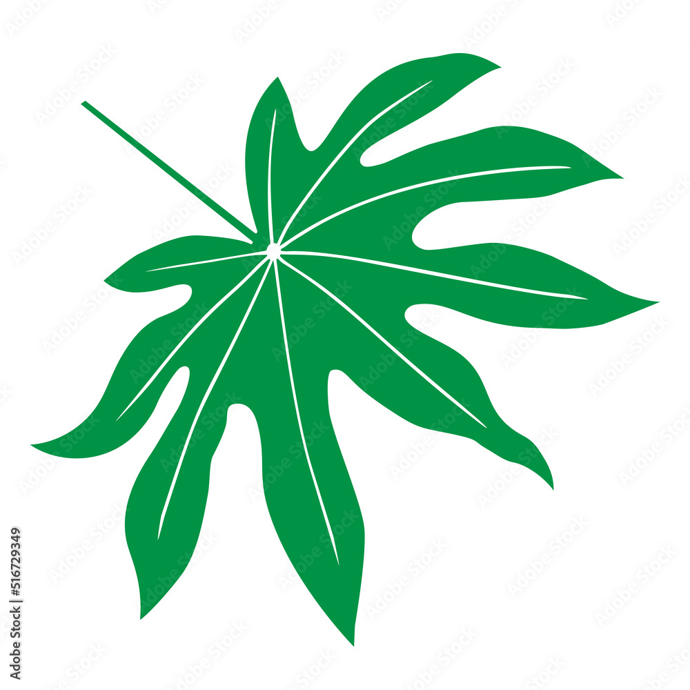 Tropical leaf vector illustration on white background